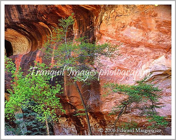 450405   Oak Creek Canyon, Sedona, Arizona 